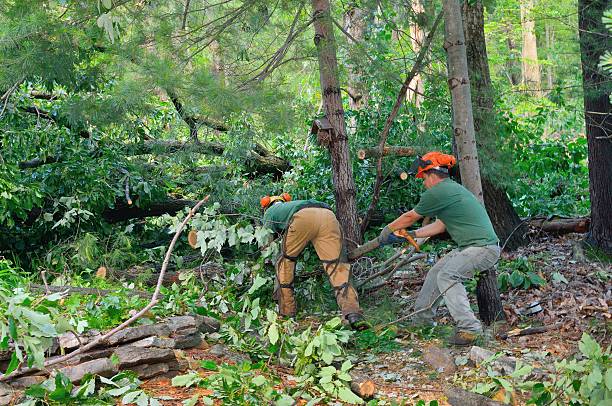 Best Tree Trimming Near Me  in USA